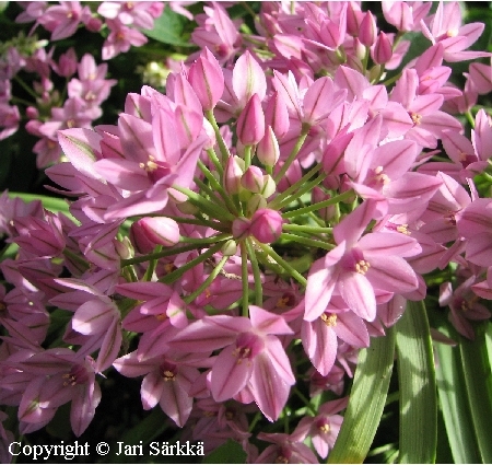  Allium oreophilum 